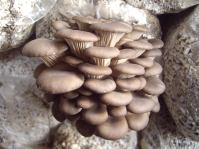 平菇栽培技術(shù)